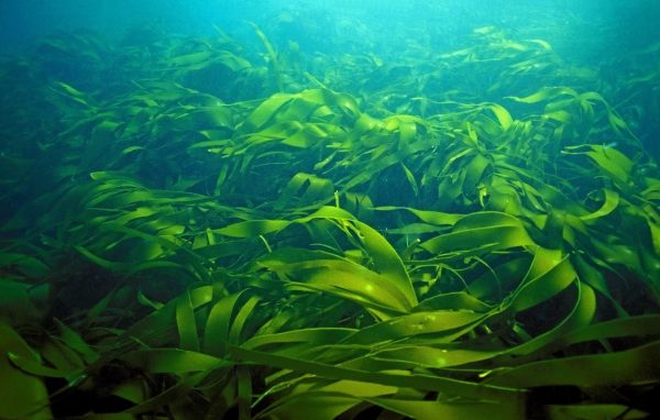Польза морской капусты, калорийность на 100 грамм, способы приготовления