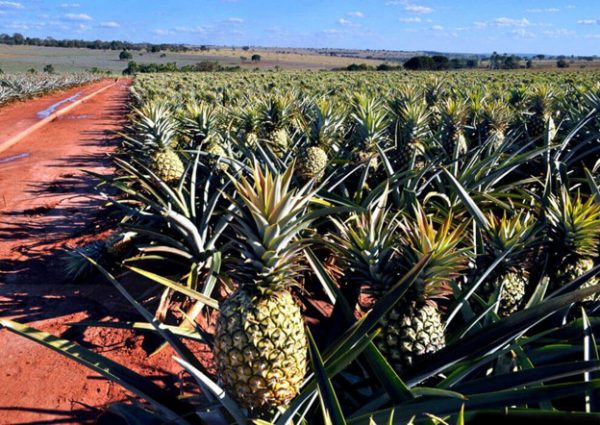 Полезные свойства ананаса, калорийность